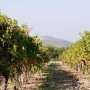 В этом году сбор винограда на Украине увеличится на 9% до 500 тыс. тонн