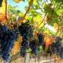 Евпаторию завалят виноградом