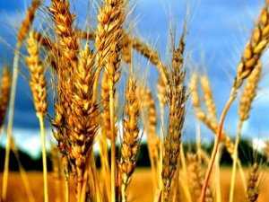 Сеять зерно на 2014 год на практике нечем