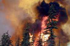 В Севастополе «лесной патруль» предотвратил 15 пожаров