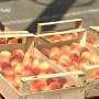 Крымские персики бьют рекорды