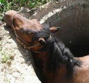 Спасатели вытянули из колодца в селе в Крыму коня