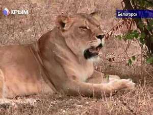 В сафари- парке «Тайган» теперь живут 63 льва