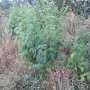 Коноплю высотой около 2-х метров заботливо выращивал кировский «наркоаграрий»