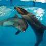 Дельфинотерапия – это турпродукт, который расширяет курортный сезон в Крыму, – Александр Лиев