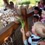 Парк миниатюр в Бахчисарае откроет зоопарк