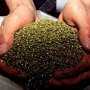 В Джанкое у пьяного водителя мопеда нашли 10 кило марихуаны