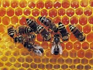 Пчел становится меньше?