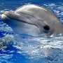 В Крыму спасли травмированного дельфина