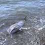 К ялтинскому пляжу прибило раненого дельфина