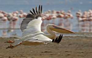 Из Крыма на юг улетают розовые пеликаны