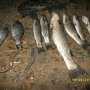 Крымские рыбинспекторы «выловили» троих браконьеров