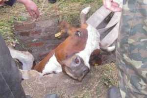 В Джанкойском районе из колодца достали корову