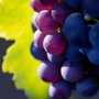 В Алуште пройдёт фестиваль «Виноградные сезоны»