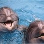 В Алуште откроют Центр дельфинотерапии