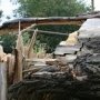 В Феодосии дерево упало на авто