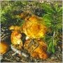 Помните, в Крыму все грибы условно съедобные