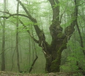 В горах Крыма пропали три туриста