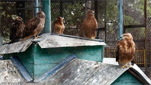 Крымские блоггеры проверили «вторую жизнь» спасенных пернатых в Симферопольском зооуголке