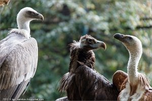 Крымские блоггеры проверили «вторую жизнь» спасенных пернатых в Симферопольском зооуголке