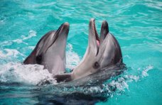 Дельфинарий в Алуште не оставит город без воды, – мэр