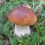 Крымчане травятся грибами