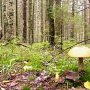 В лесах под Симферополем ищут пропавшего пенсионера