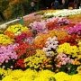 Крым зазывает полюбоваться цветочным ковром