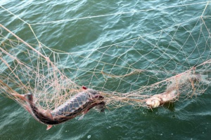 На севере Крыма поймали браконьера с рыбой