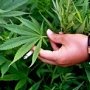 В Бахчисарае задержали торговца марихуаной