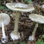 В Крыму двое мужчин отравились грибами