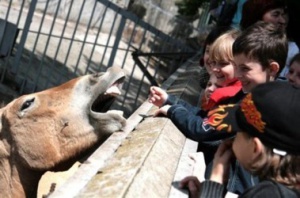 В Бахчисарае детям позволят бесплатно накормить животных в зооуголке