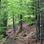 В Крыму сделают реестр лесных участков