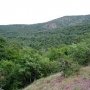 Совмин Крыма разрешил сдавать лесные участки в долгосрочное пользование