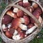Две жительницы Бахчисарая отравились грибами