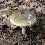 В Бахчисарае две женщины отравились грибами