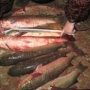 В Крыму браконьер наловил рыбы на 12 тысяч гривен