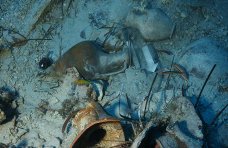 Черноморский центр подводной археологии получил ценные артефакты