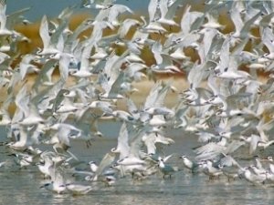 Иностранных туристов завлекут в Крым наблюдением за птицами