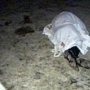 Милиция Алушты объявила вознаграждение за информацию об обстоятельствах убийства донецкого бизнесмена