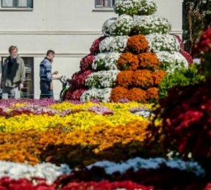 В Севастополе открыли «Бал хризантем»