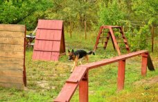 В Симферополе планируют создать площадку для дрессировки собак