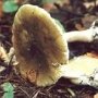 На выходных в Бахчисарае грибами отравился ребенок