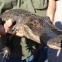 У фотографа-живодера в Сакском районе отобрали крокодила