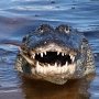 Суд в Крыму отобрал у фотографа-живодера крокодила