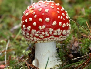 В Бахчисарае грибами отравилась девочка