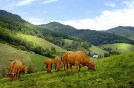 В Казантипском заповеднике все отрицают, кроме выпаса коров