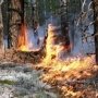 В Крыму исторический минимум по числу лесных пожаров