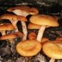 В Крыму отравился грибами двухлетний ребенок