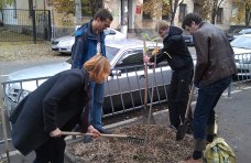 В центре Симферополя высадили саженцы платана